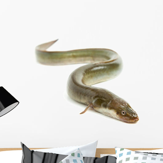 Eel Wall Decal