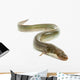 Eel Wall Decal