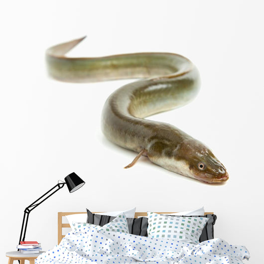 Eel Wall Decal