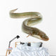 Eel Wall Decal