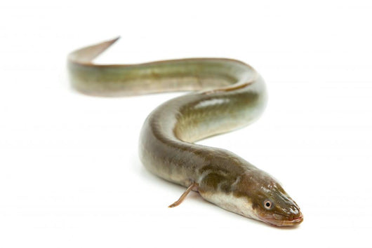 Eel Wall Decal