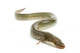Eel Wall Decal