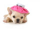 Sick Puppy Wall Decal