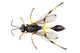 Wasp Mud Dauber Species Wall Decal