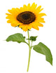 Sunflower Wall Decal