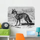 Jackal - Chacal Streifenwolf Wall Decal