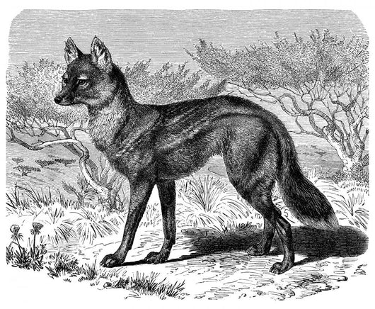 Jackal - Chacal Streifenwolf Wall Decal