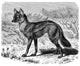 Jackal - Chacal Streifenwolf Wall Decal