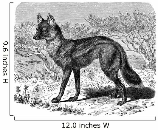 Jackal - Chacal Streifenwolf Wall Decal