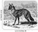 Jackal - Chacal Streifenwolf Wall Decal