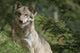 Wolf in the Forest Wall Decal