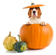 Beagle Pumpkin Wall Decal