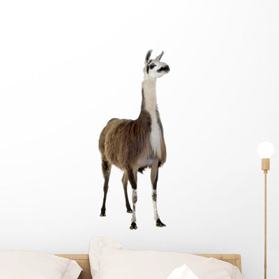 Llama Wall Decal shown on a wall