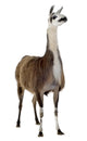 Llama Wall Decal