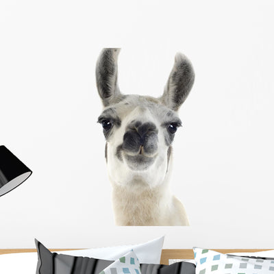 Llama - Lama Glama Wall Decal shown on a wall