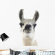 Llama -  Lama Glama Wall Decal