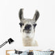 Llama -  Lama Glama Wall Decal