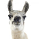 Llama -  Lama Glama Wall Decal