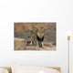 Curious Male Lion Wall Decal