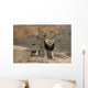 Curious Male Lion Wall Decal