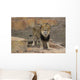 Curious Male Lion Wall Decal