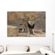 Curious Male Lion Wall Decal
