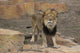 Curious Male Lion Wall Decal