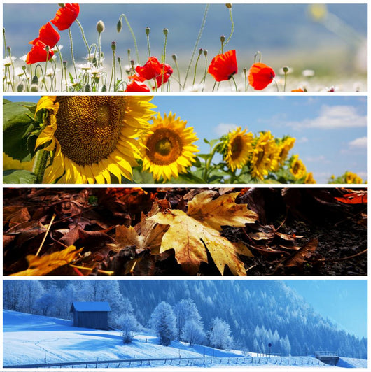 Season Collage Wall Decal