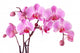 Purple Orchids Wall Decal
