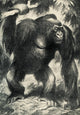 Gorilla Wall Decal
