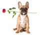 French Bulldog with Rose Wall Decal