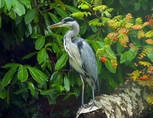 Heron Wall Decal