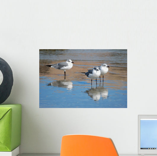 Seagulls Are Watch for Wall Decal