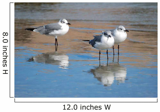 Seagulls Are Watch for Wall Decal