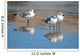 Seagulls Are Watch for Wall Decal