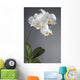White Orchid Flower Wall Decal