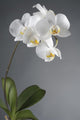 White Orchid Flower Wall Decal
