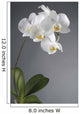 White Orchid Flower Wall Decal