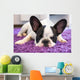 French Bulldog Sleeping Carpet Wall Decal