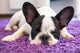 French Bulldog Sleeping Carpet Wall Decal