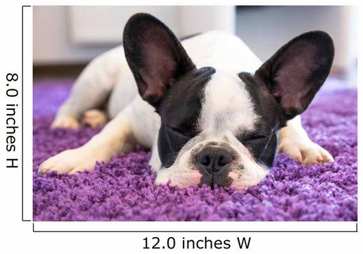 French Bulldog Sleeping Carpet Wall Decal