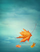 Autumn Falling Leaves Wall Decal