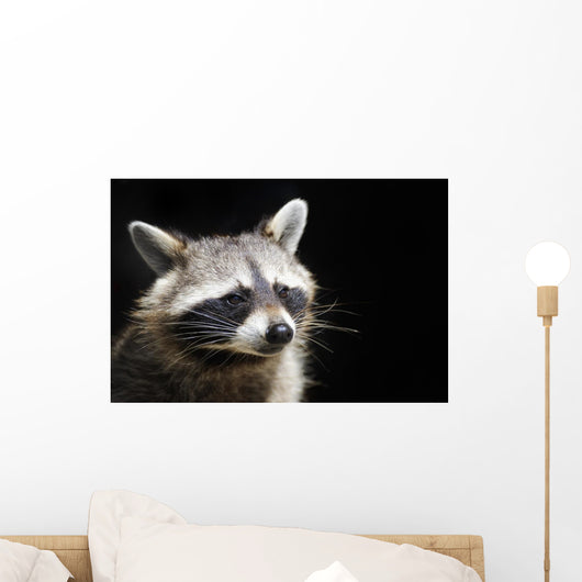 Racoon Front Black Portrait Wall Decal