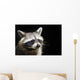 Racoon Front Black Portrait Wall Decal