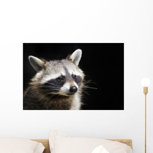 Racoon Front Black Portrait Wall Decal