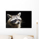 Racoon Front Black Portrait Wall Decal