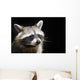 Racoon Front Black Portrait Wall Decal