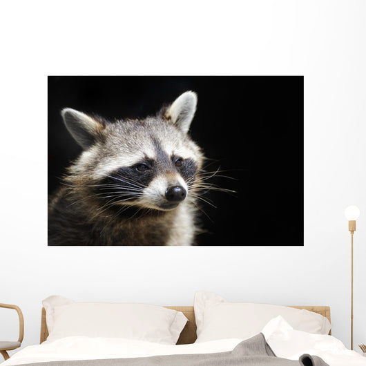 Racoon Front Black Portrait Wall Decal