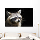 Racoon Front Black Portrait Wall Decal