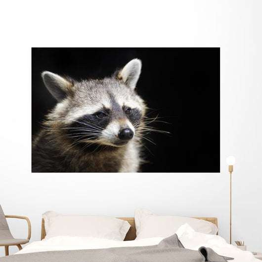 Racoon Front Black Portrait Wall Decal